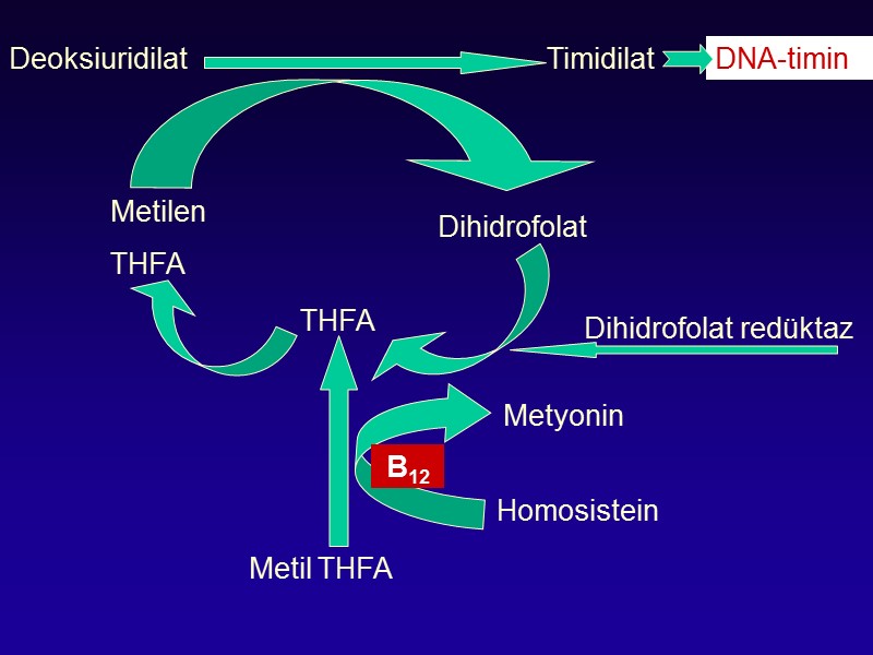 Dihidrofolat THFA Metilen THFA Deoksiuridilat Timidilat  DNA-timin Metil THFA Homosistein Metyonin  B12